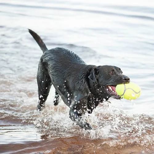 Kong - Airdog Squeaker Football.