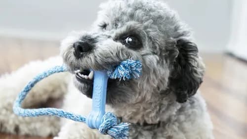 Kong - Hueso Con Cuerda Cachorros.