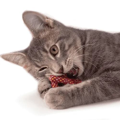 Petstages - Pretzel Catnip