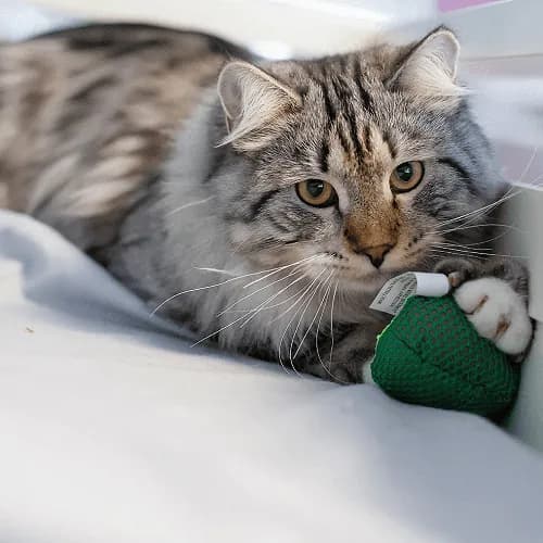 Petstages - Peluche Aguacate