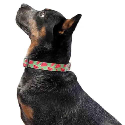 Animal Shop - Collar Patillas