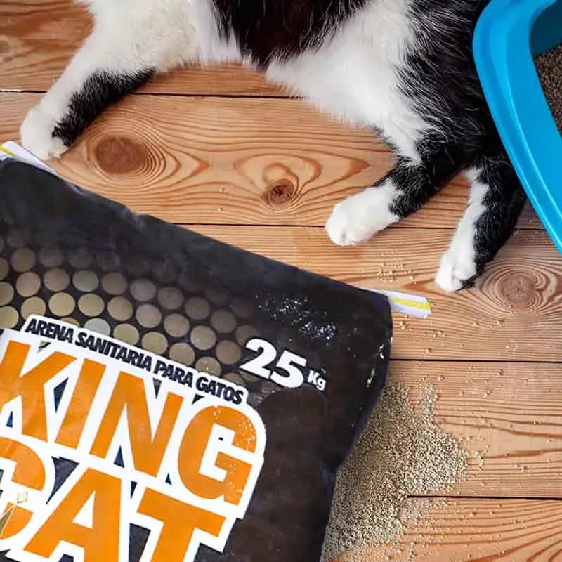 King Cat - Arena Sanitaria