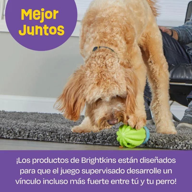 Brightkins - Dispensador De Premios En Forma De Cactus