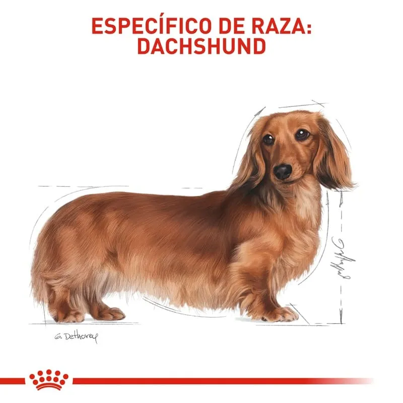 Royal Canin - Dachshund Adult