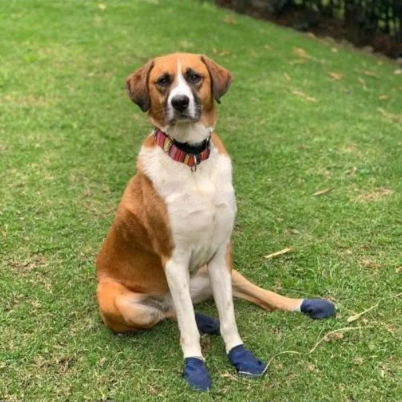 Flipsdogs - Flips Dogs Zapatos Para Perro