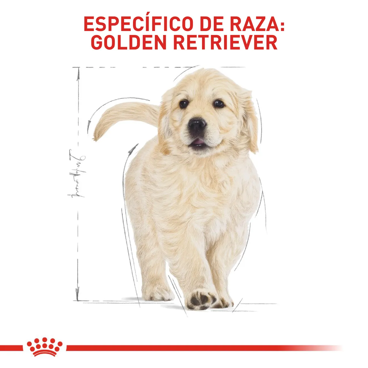 Royal Canin Golden Retriever Puppy