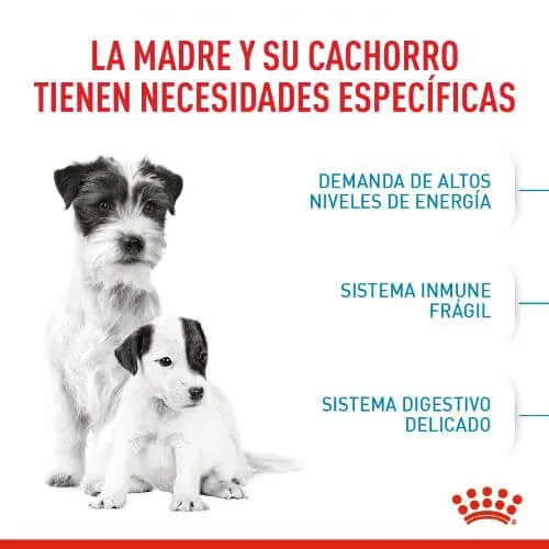 Royal Canin - Mini Starter M&B Dog