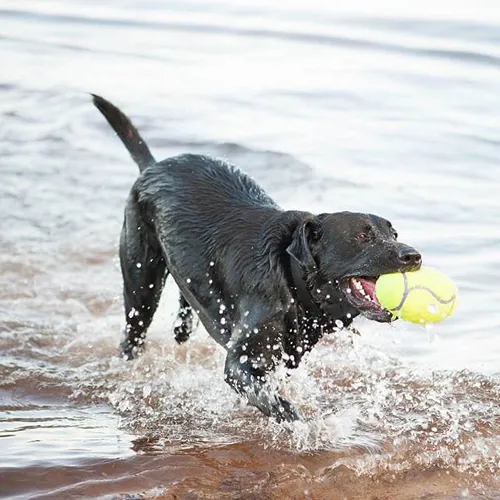 Kong - Airdog Squeaker Football.