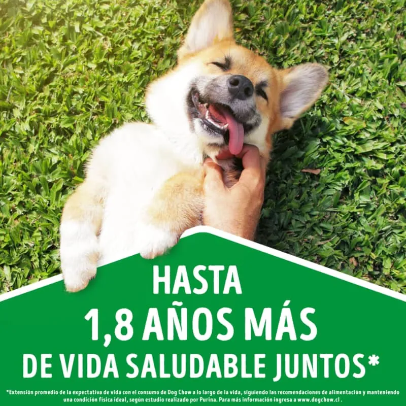 Dog Chow - Salud Visible Adultos Minis Y Pequeños