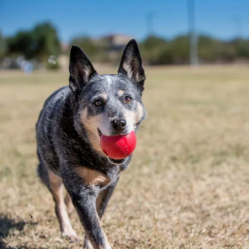 Kong - Pelota Classic Medium.