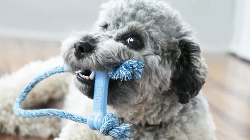 Kong - Hueso Con Cuerda Cachorros.