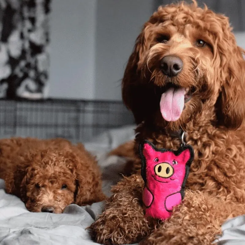 Outward Hound - Peluche Invincible Cerdo Mini