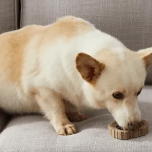 Petstages - Doogwood Madera Ring.