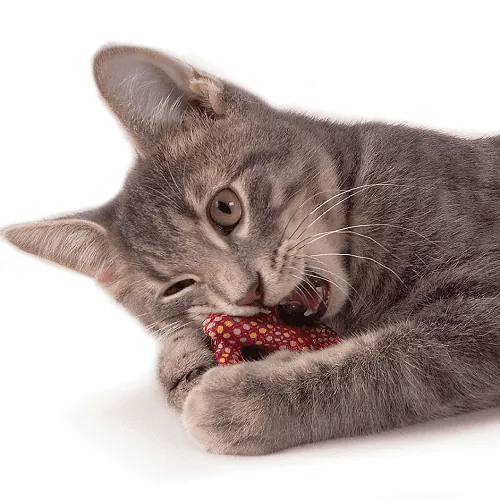 Petstages - Pretzel Catnip