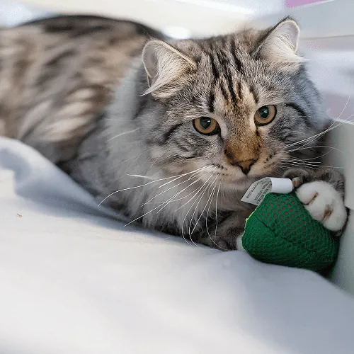 Petstages - Peluche Aguacate