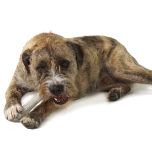 Petstages - Juguete Deerhorn.