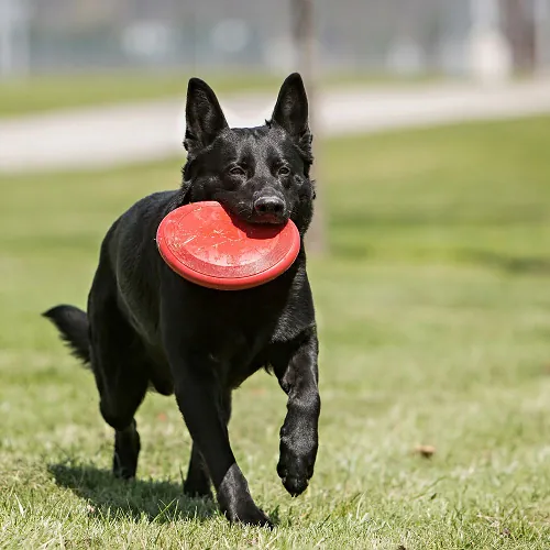 Kong - Classic Frisbee.