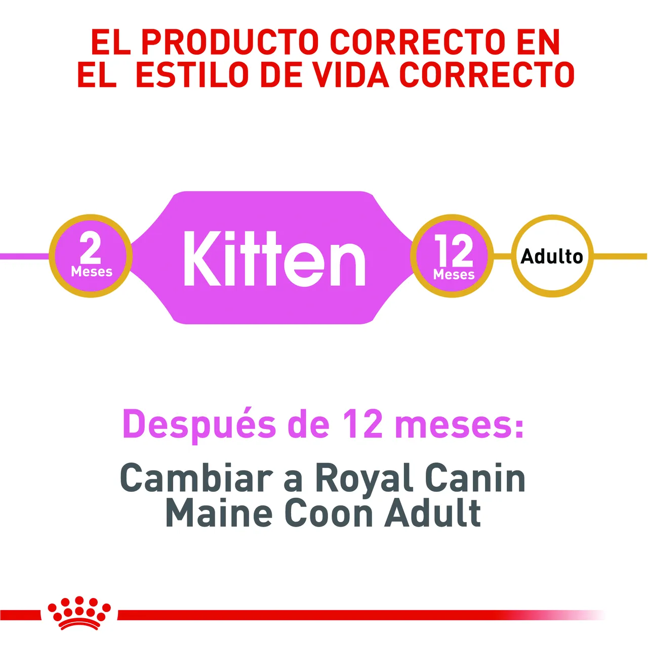 Royal Canin - Maine Coon Kitten