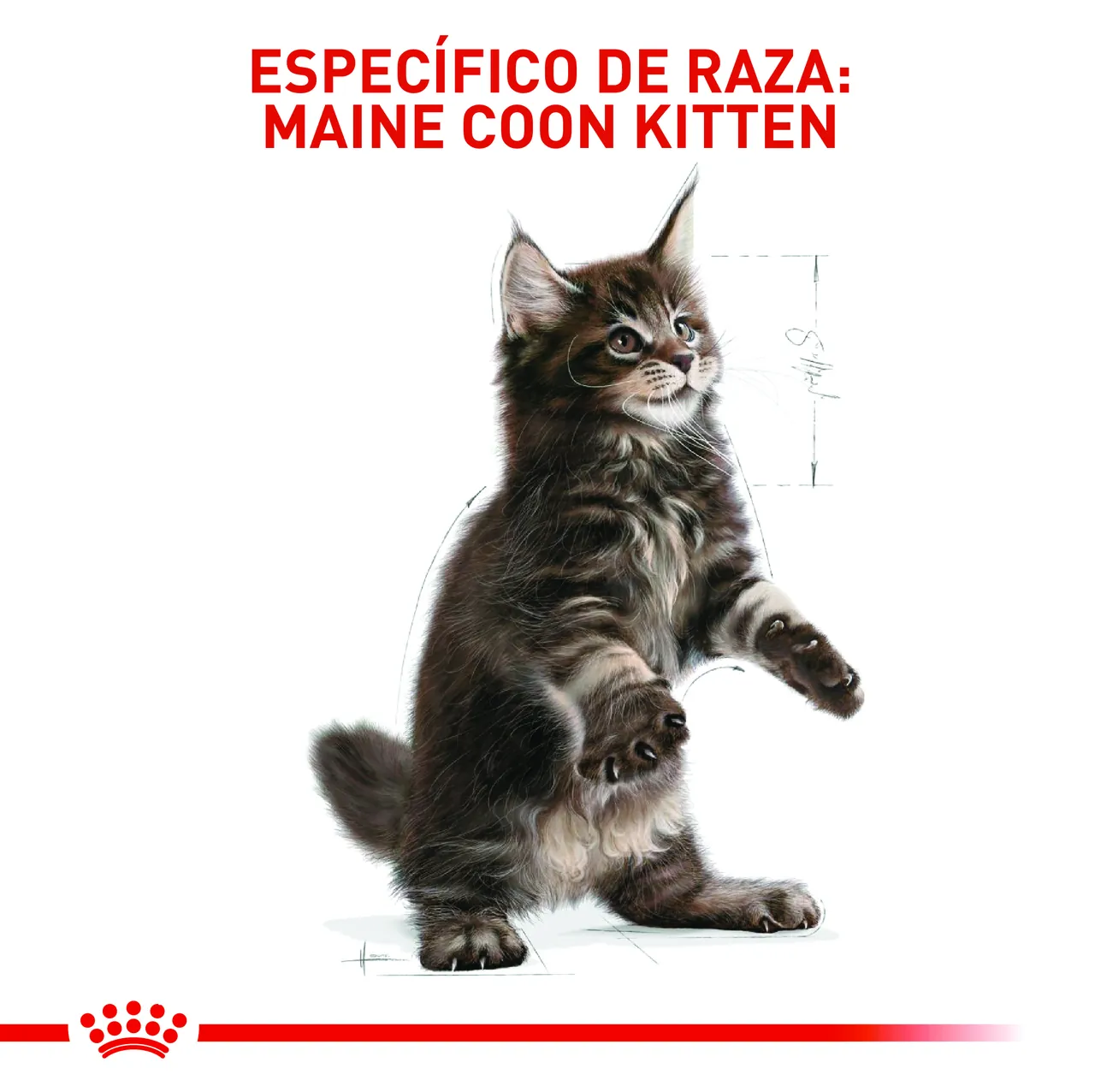 Royal Canin - Maine Coon Kitten