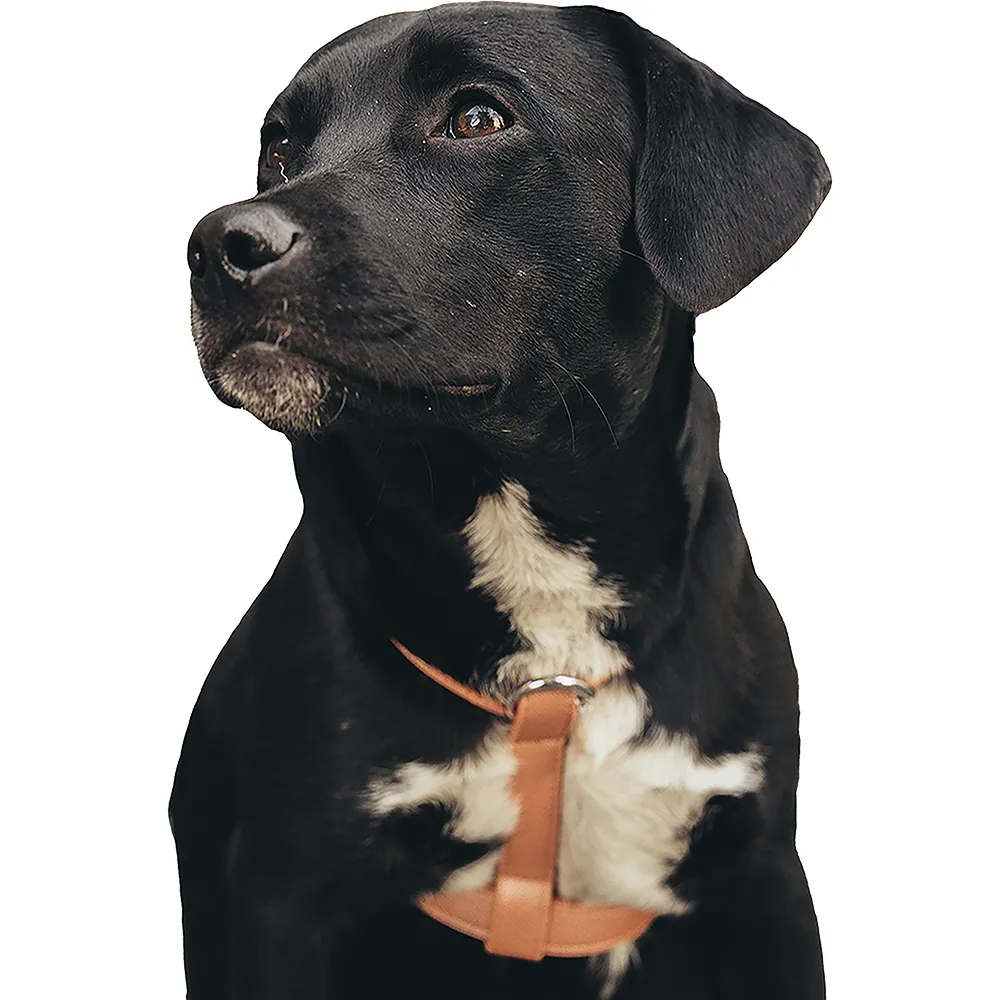 PetsMasters - Arnés Cuero Sintético Importado