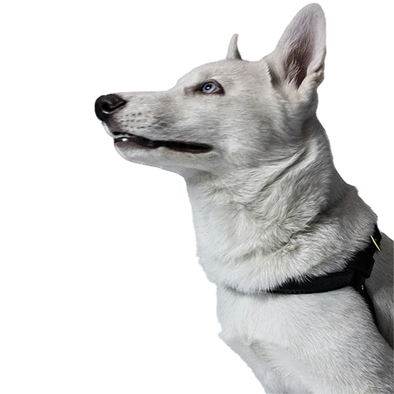 PetsMasters - Pechera Cuero Sintético Dos Piezas Importado