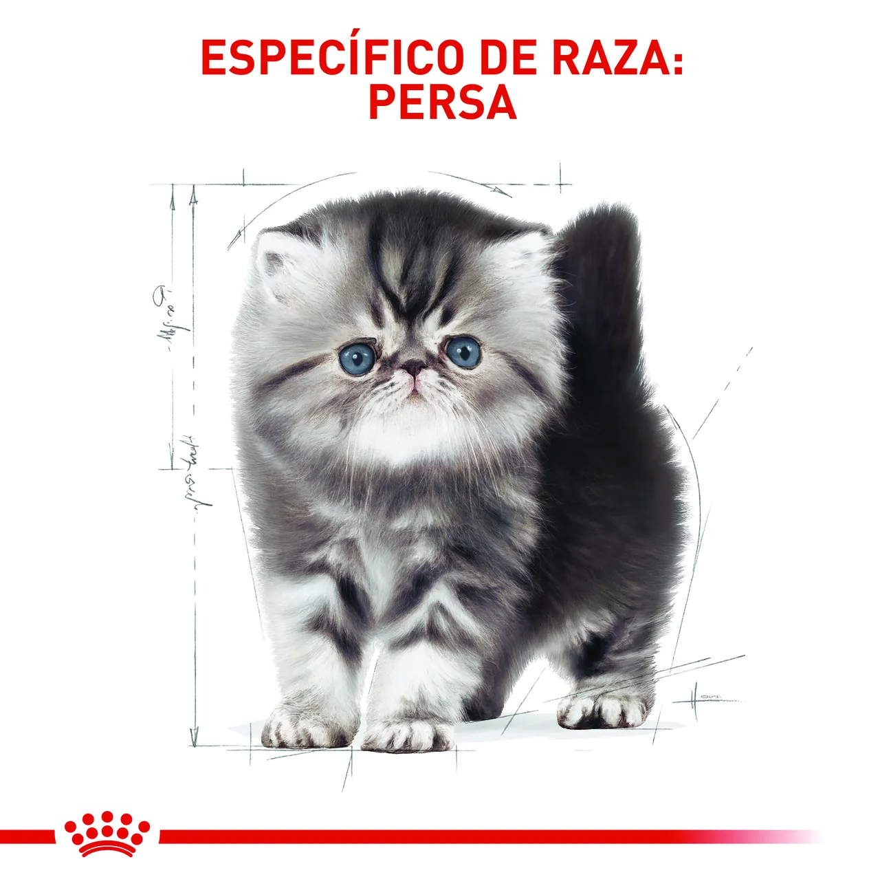 Royal Canin - Fbn Persian Kitten