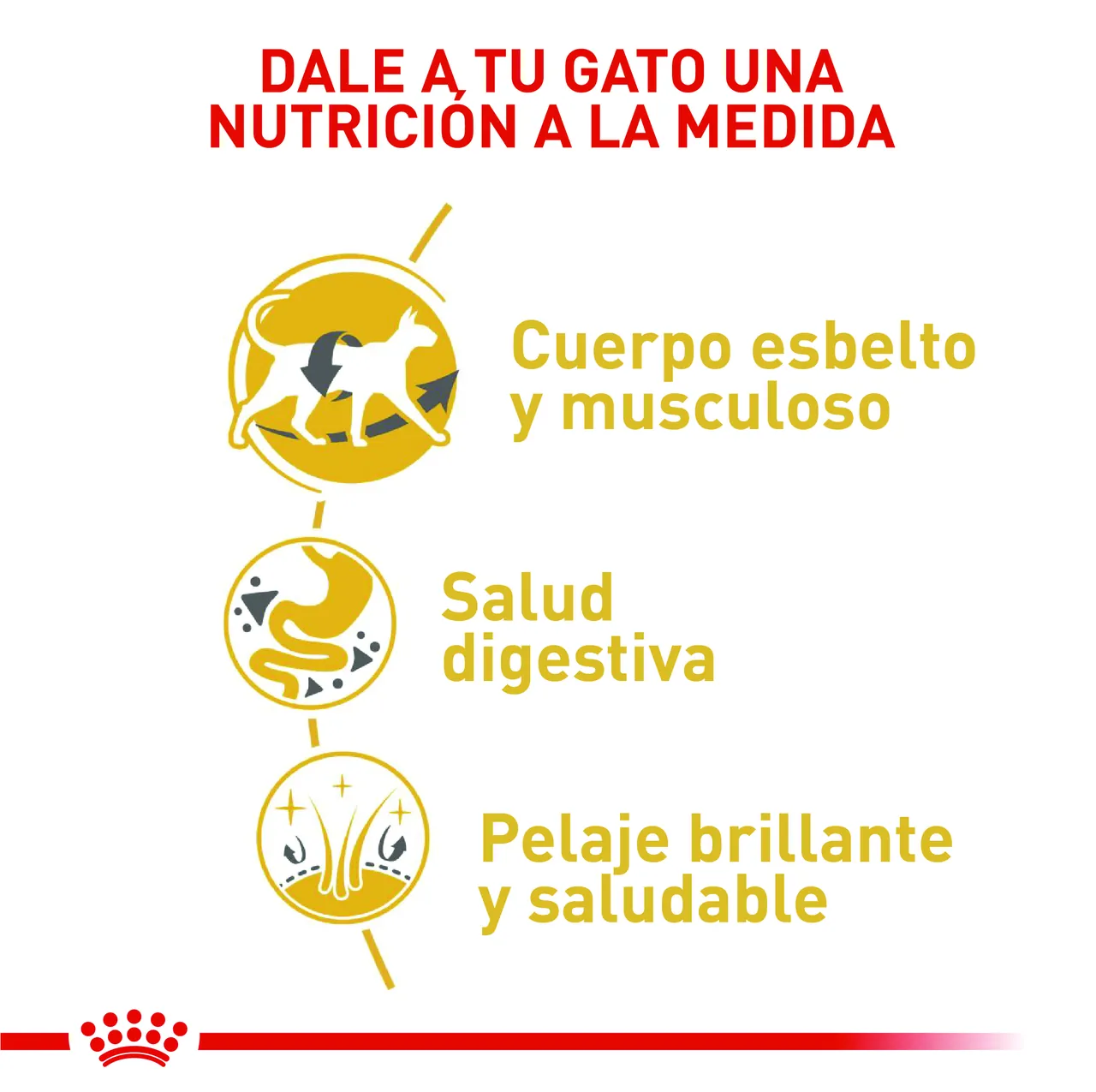 Royal Canin - Fbn Siames Adult