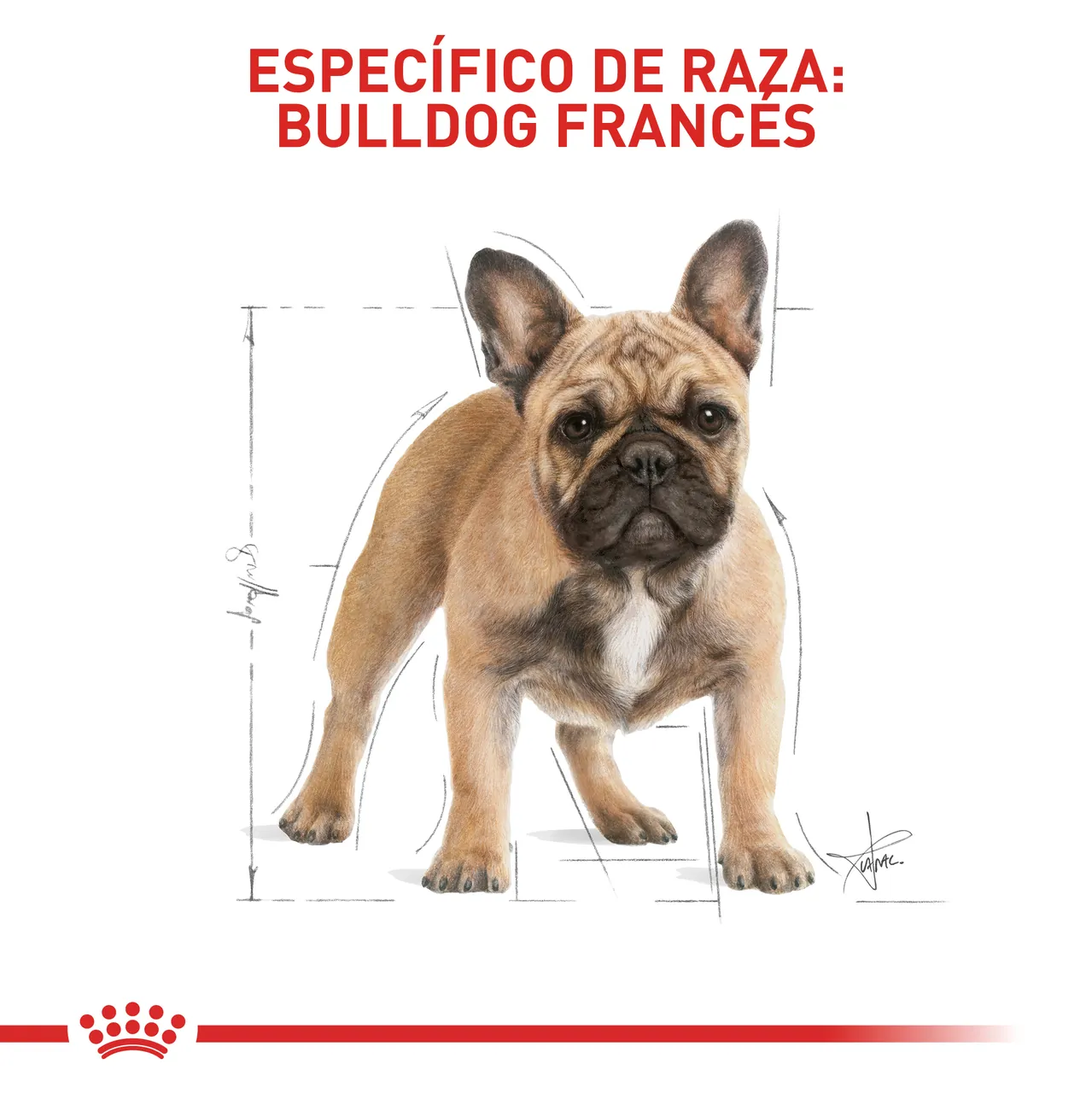 Royal Canin - Bulldog Frances