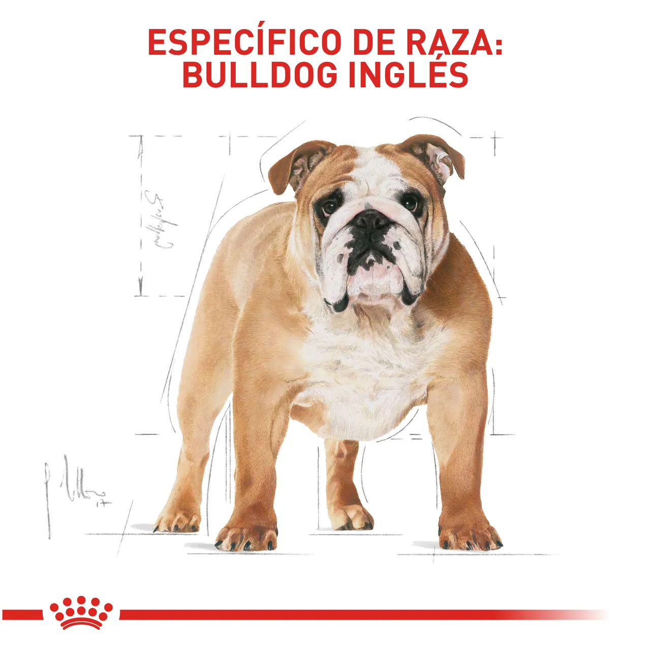 Royal Canin - Bulldog Adulto