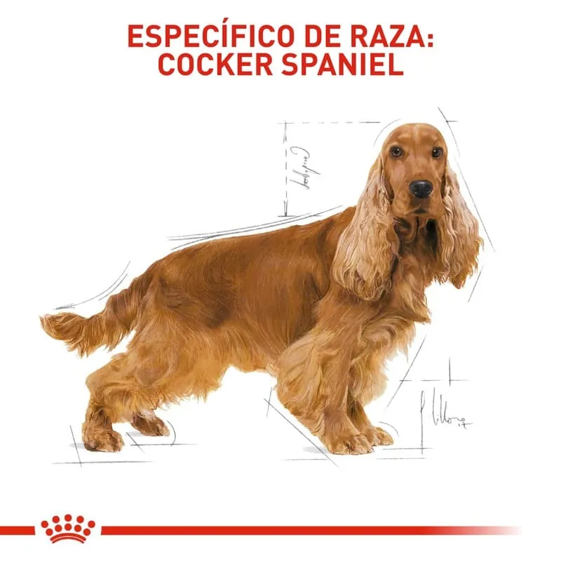 Royal Canin - Cocker Adult
