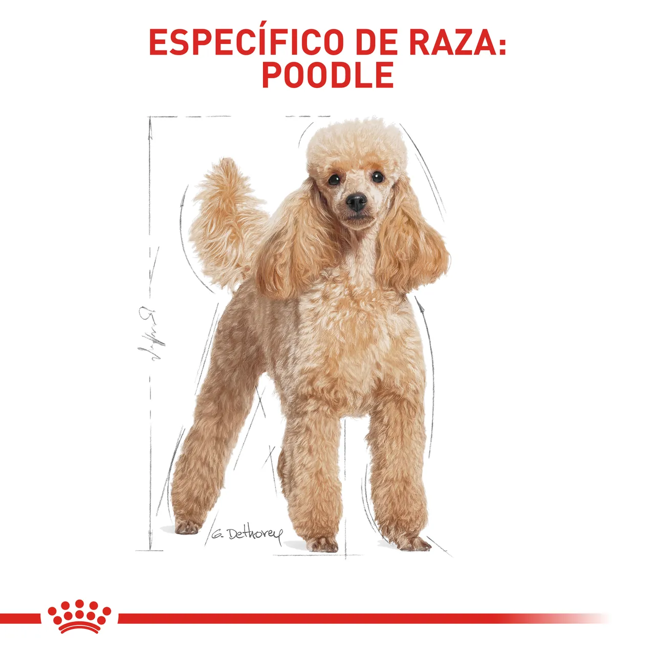 Royal Canin - Poodle Adult