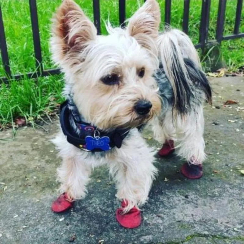 Flipsdogs - Flips Dogs Zapatos Para Perro