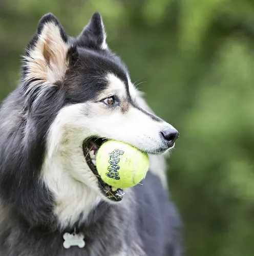 Kong - Squeak Air Pelota