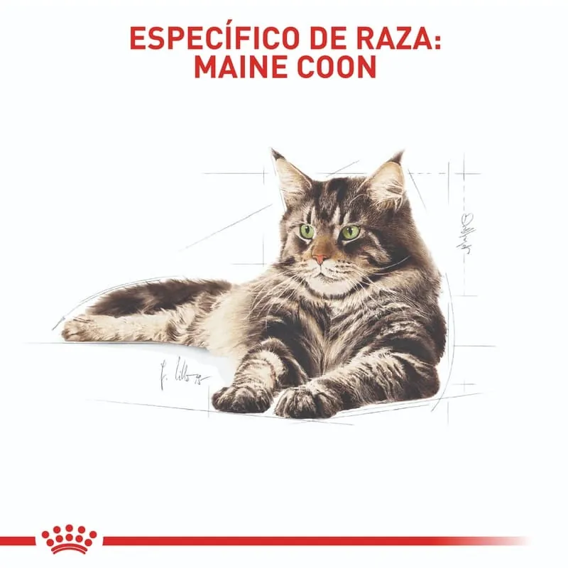 Royal Canin - Fbn Maine Coon Adult