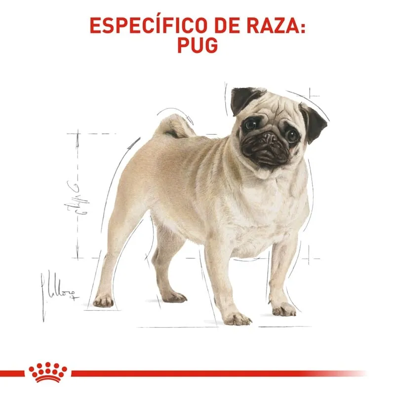 Royal Canin - Pug Adult