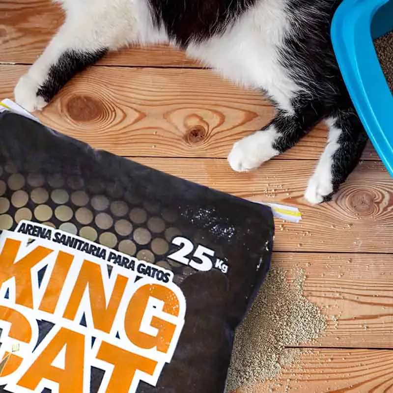 King Cat - Arena Sanitaria