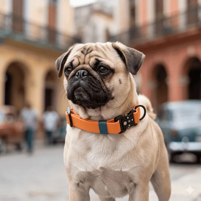4 Moments - Collar Pvc Naranja - Verde