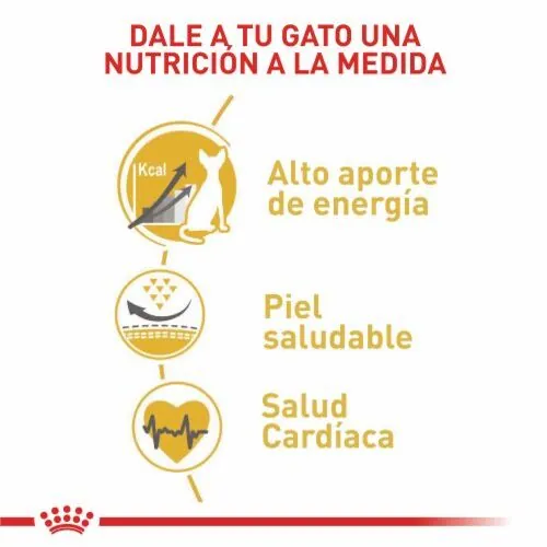 Royal Canin - Sphynx Adulto