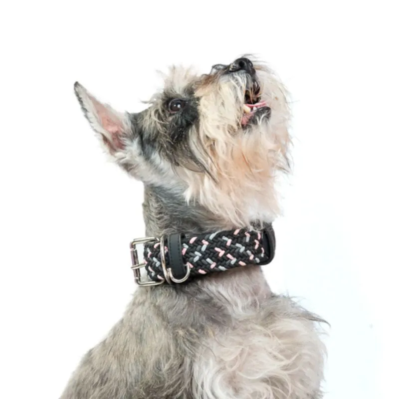 Obi Pet Supplies - Collar Cloe Neopink