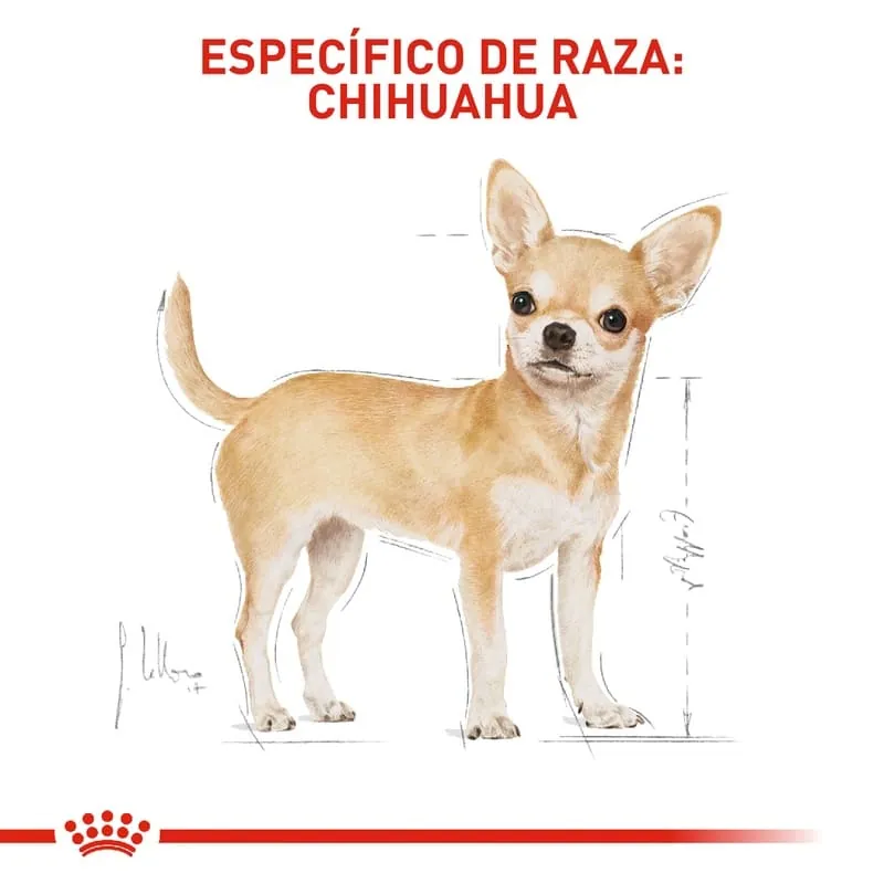 Royal Canin - Chihuahua Adult
