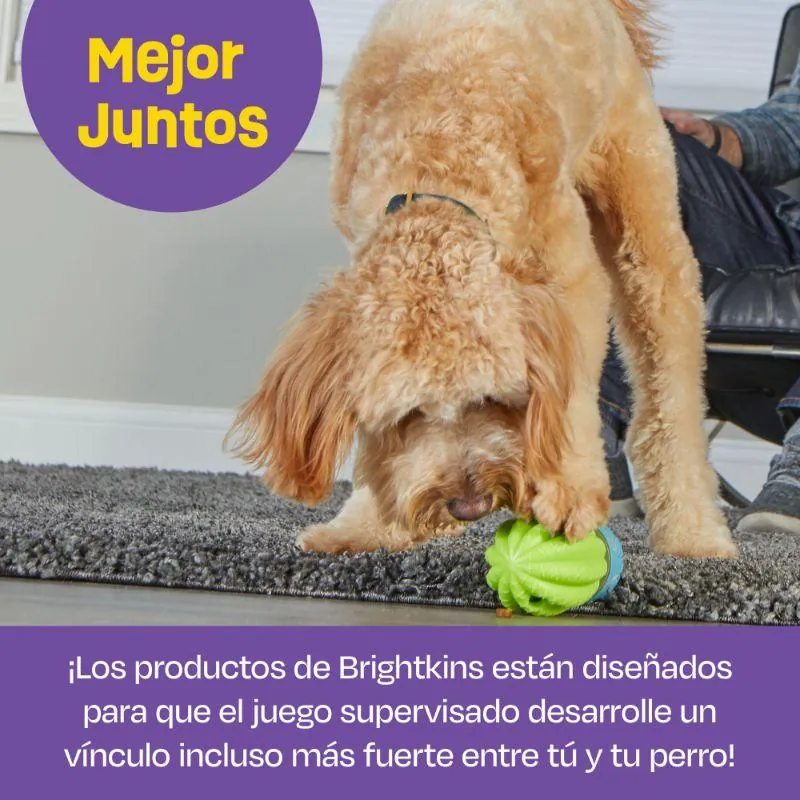 Brightkins - Dispensador De Premios En Forma De Cactus
