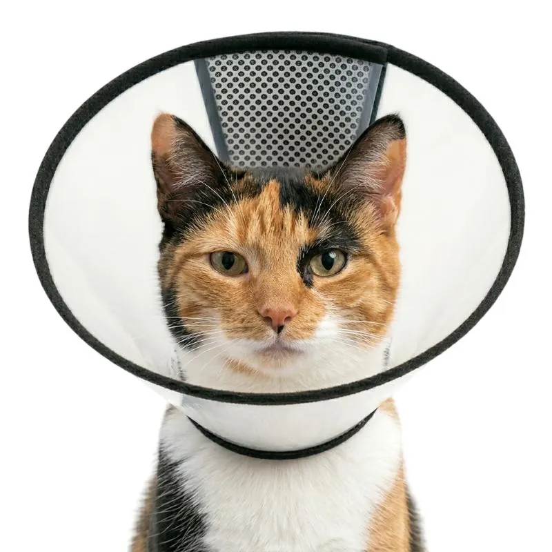Paw Day - Collar Isabelino Ajustable para Perros y Gatos