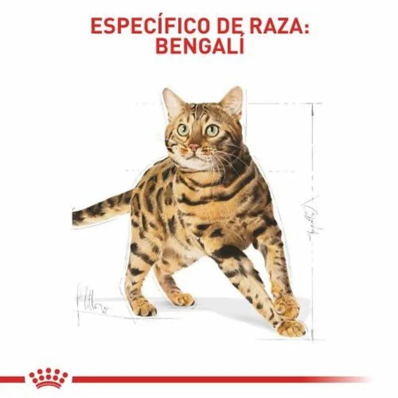 Royal Canin - Bengali Adulto