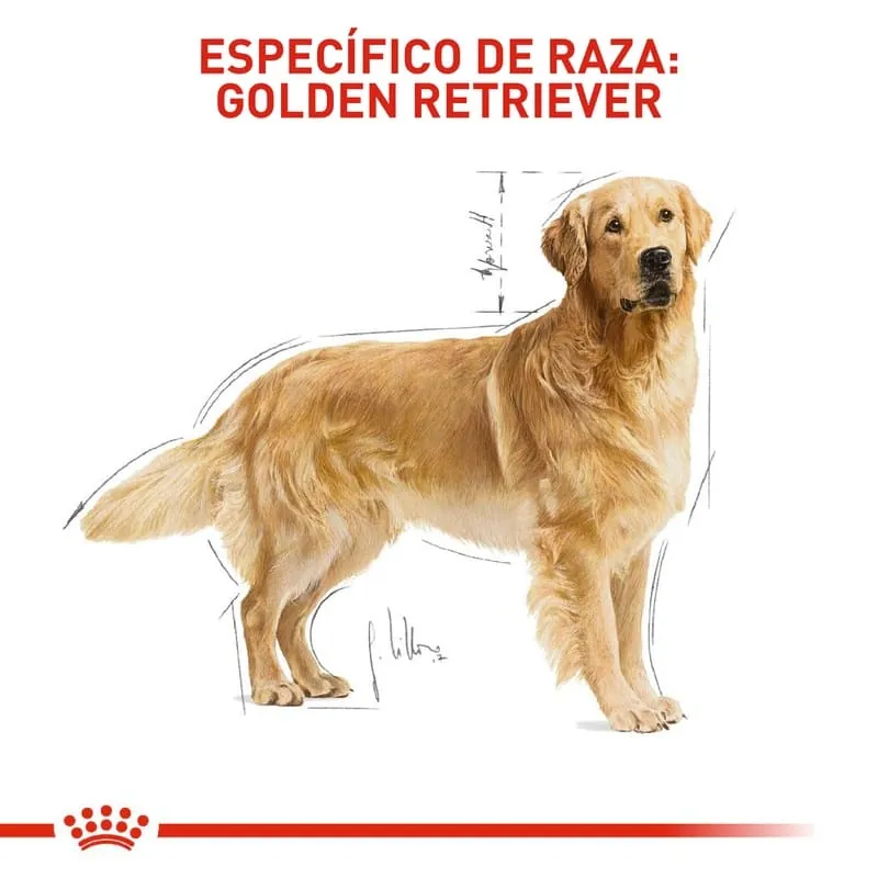 Royal Canin - Golden Retriever Adult