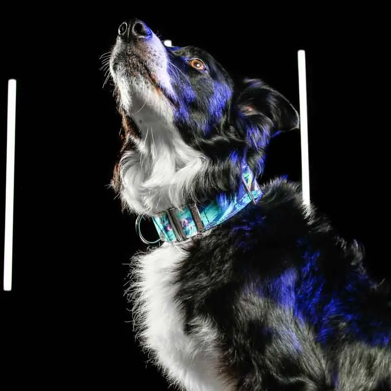 Bellcher - Collar Martingale Holograma 2.5 Cm