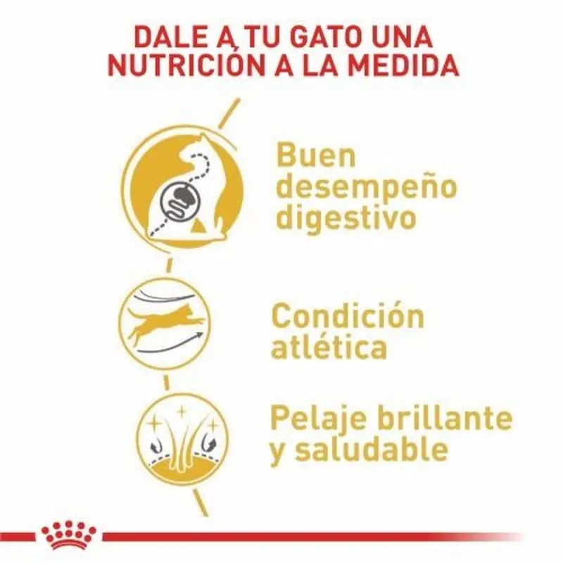 Royal Canin - Bengali Adulto