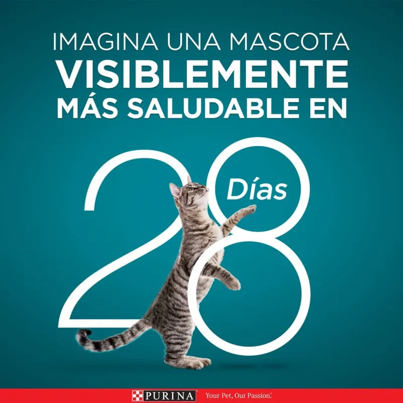 One - Gato Adulto Pollo y Carne