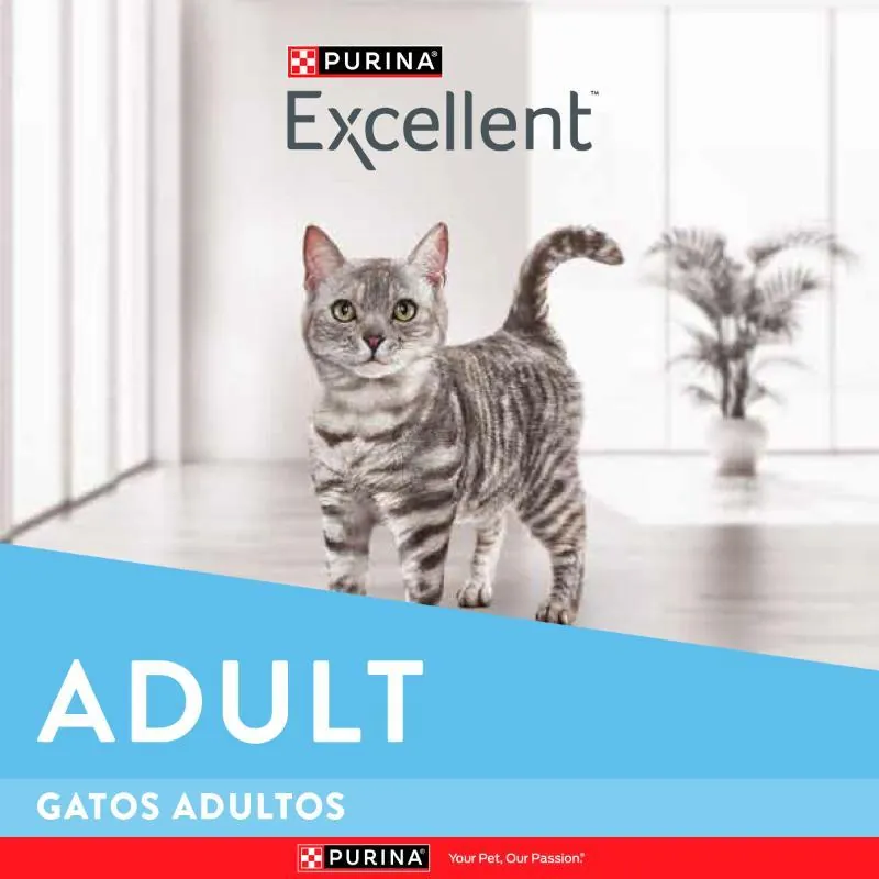 Excellent - Adult Cat